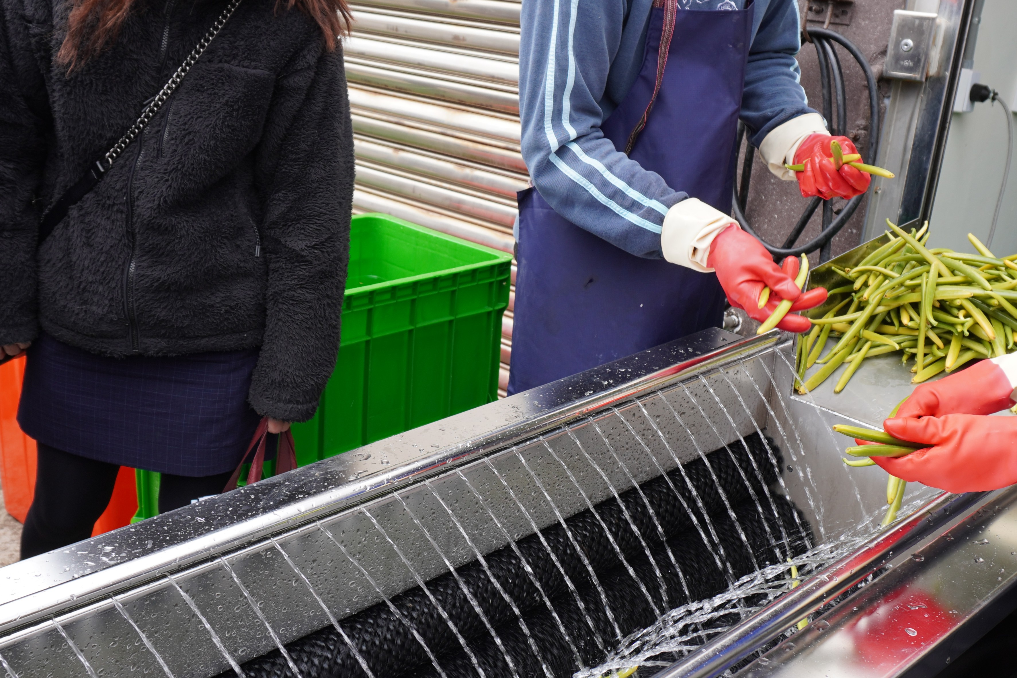 香草莢清洗設備。（圖片來源：農業部提供）