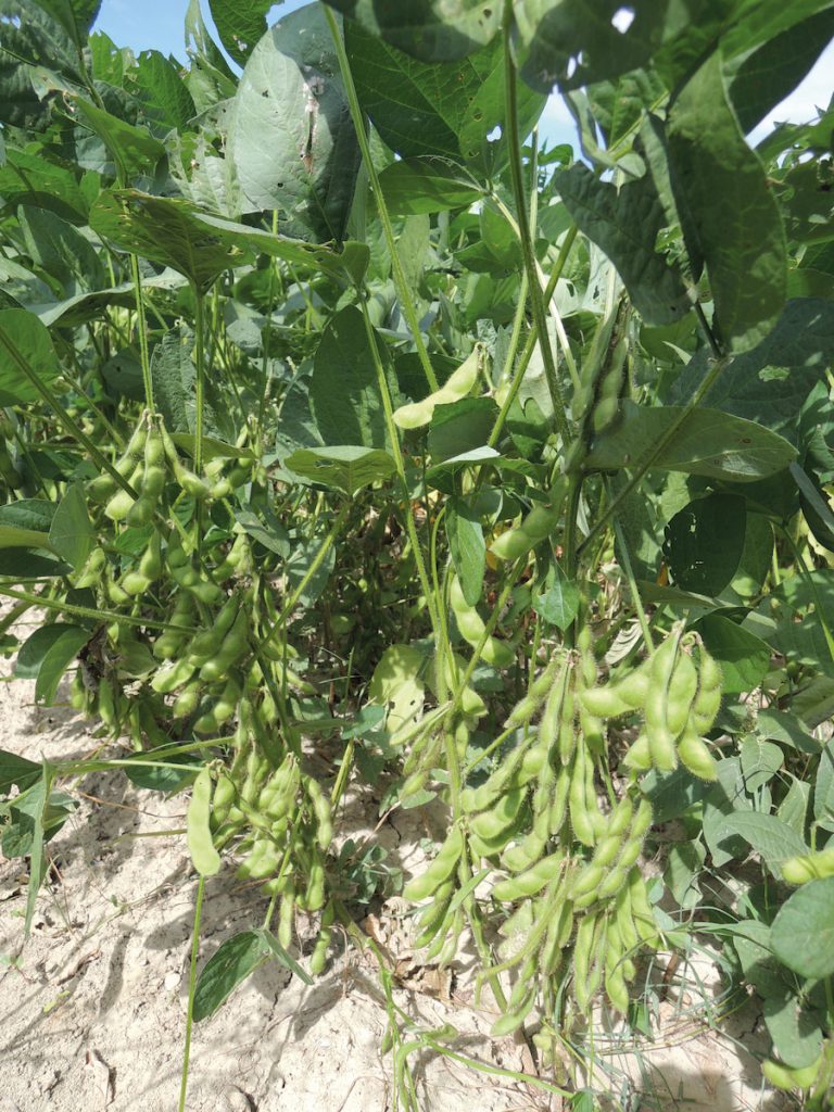 黑豆「臺南11號」植株綠莢。（圖片提供╱臺南區農業改良場）
