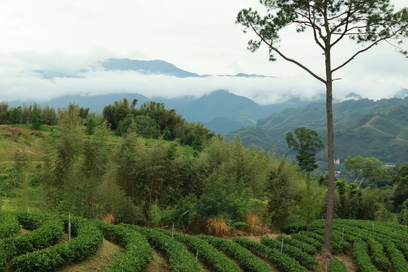 復興區山林茶園美景