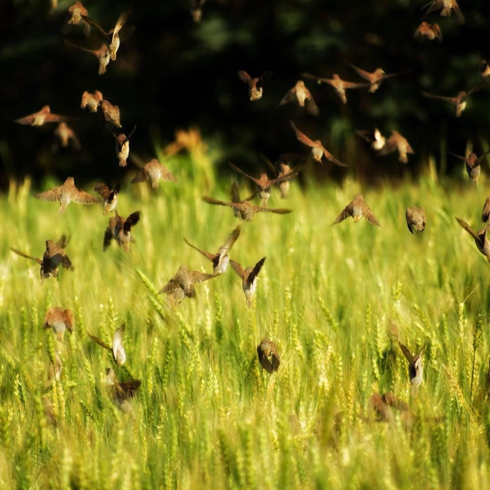 冬季種麥時周圍沒有其他穀類，因此成為鳥類覓食唯一的目標。