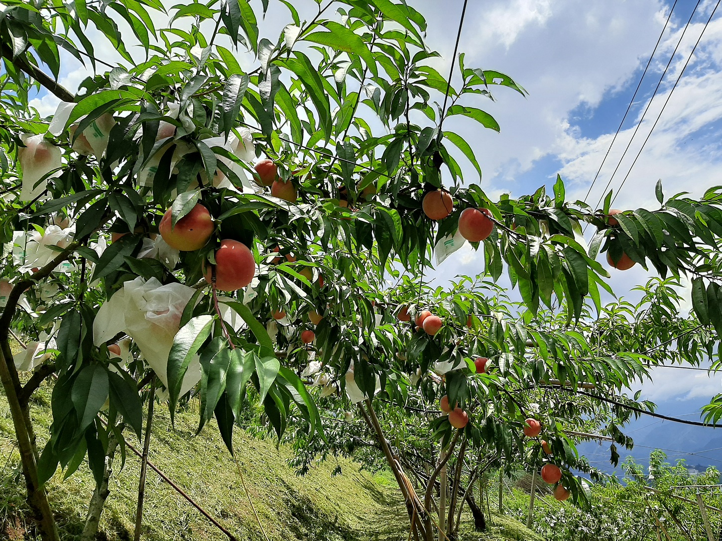 拉拉山水蜜桃果園，果實套袋預防病蟲及鳥害