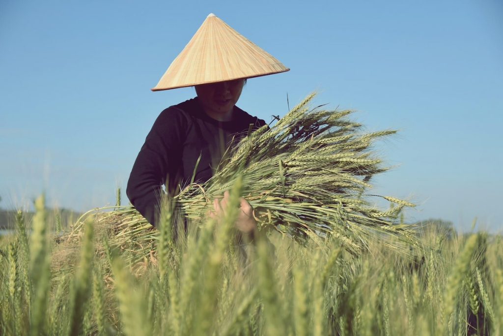 麥農頭頂寒風日曬，辛勤工作。