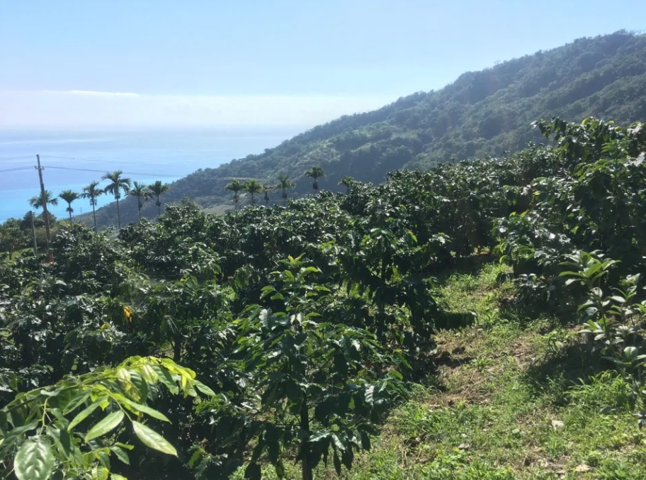 臺灣東部鄰近太平洋，氣候溫暖，適合咖啡生長。（農委會茶改場臺東分場提供）