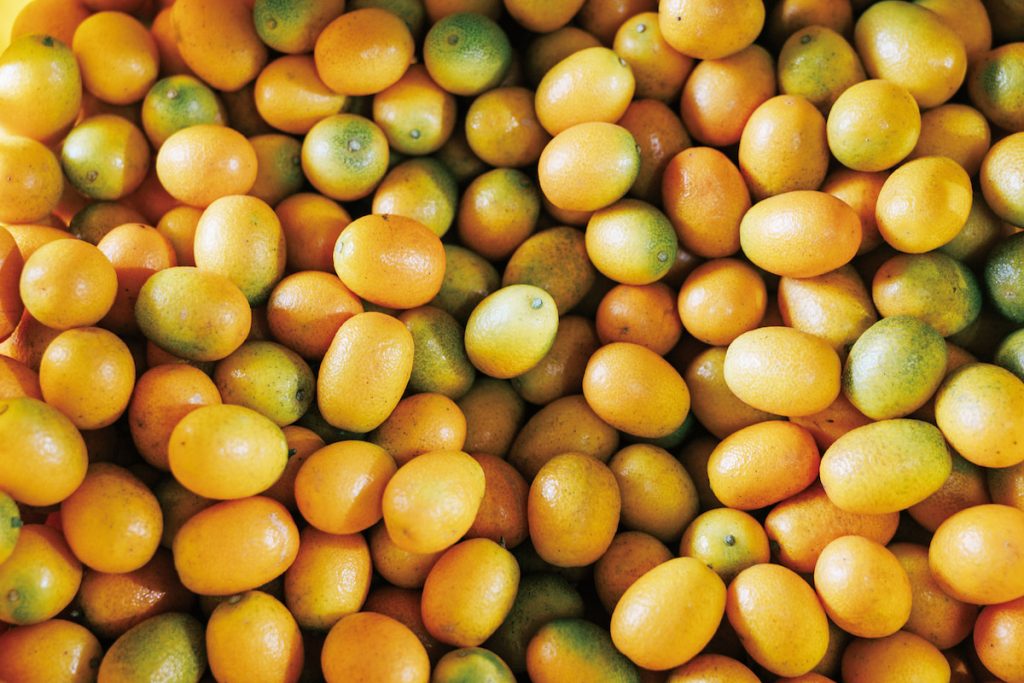 每年十二月到二月，金柑產量最大。