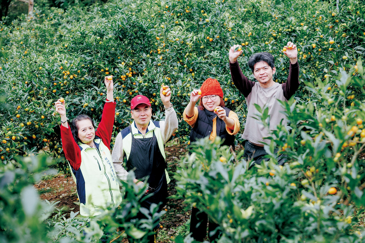 林家金柑果園，占地二‧四公頃。