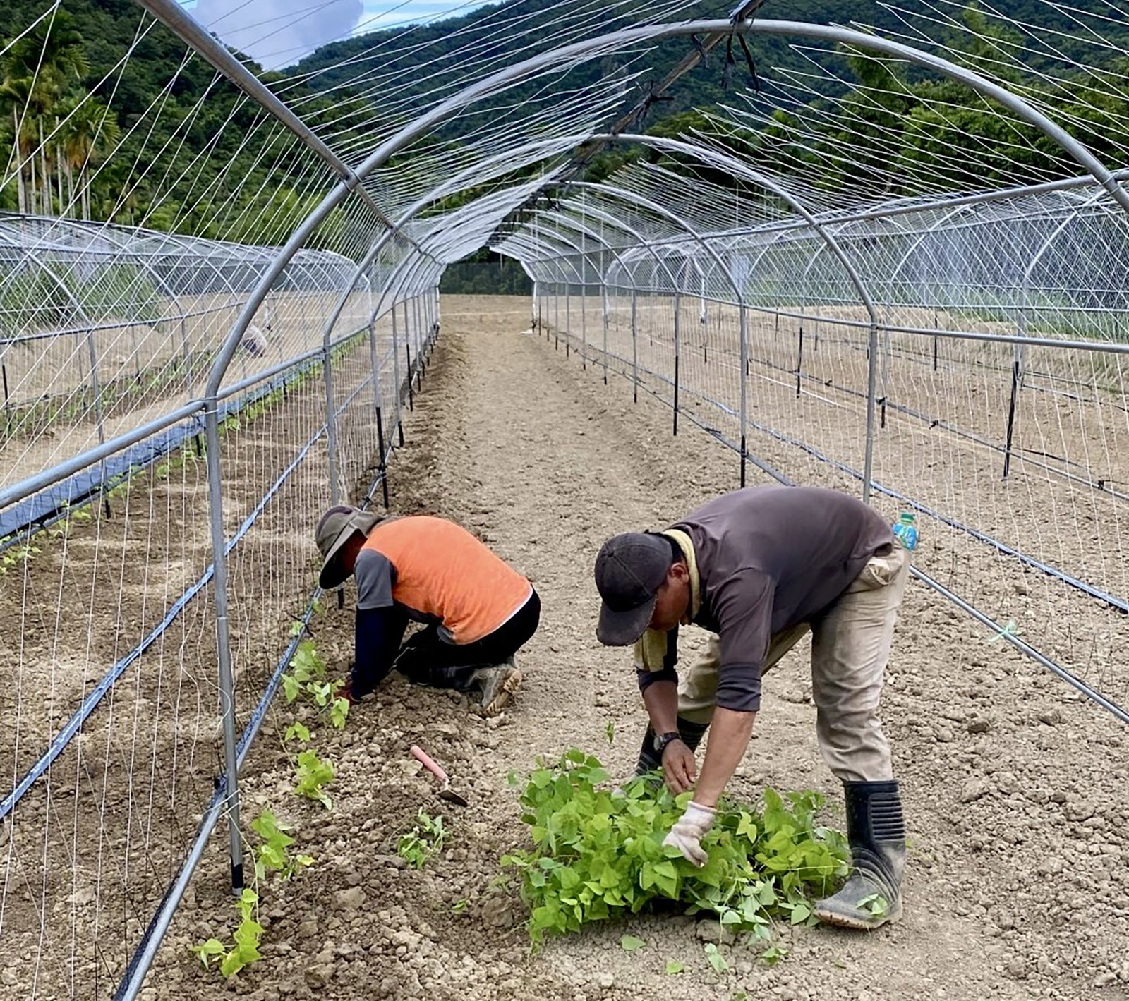 「SALAMA有機智慧農場」以隧道式棚架栽種翼豆，穩定產量與品質。圖片來源：臺東農改場 提供
