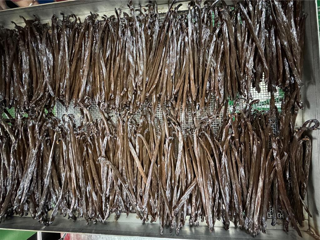 農業部成功研發兩項香草莢加工技術專利，建立一貫化加工技術，穩定高品質香草莢，推動國產香料作物邁向高值化發展。(圖片來源：農業部提供)