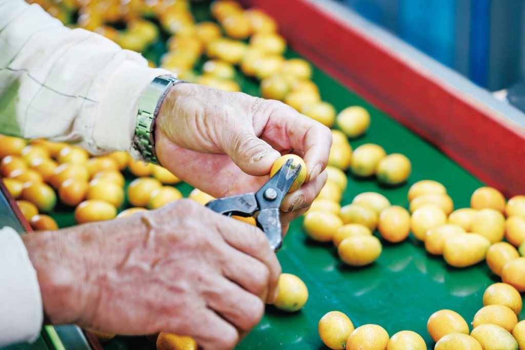 選果時品管，檢查修剪果蒂，避免刮傷且挑出爛果。
