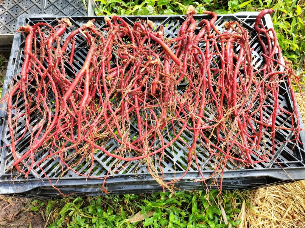 苗栗縣110年起推動藥用作物丹參栽培。（圖片提供／苗栗農改場）